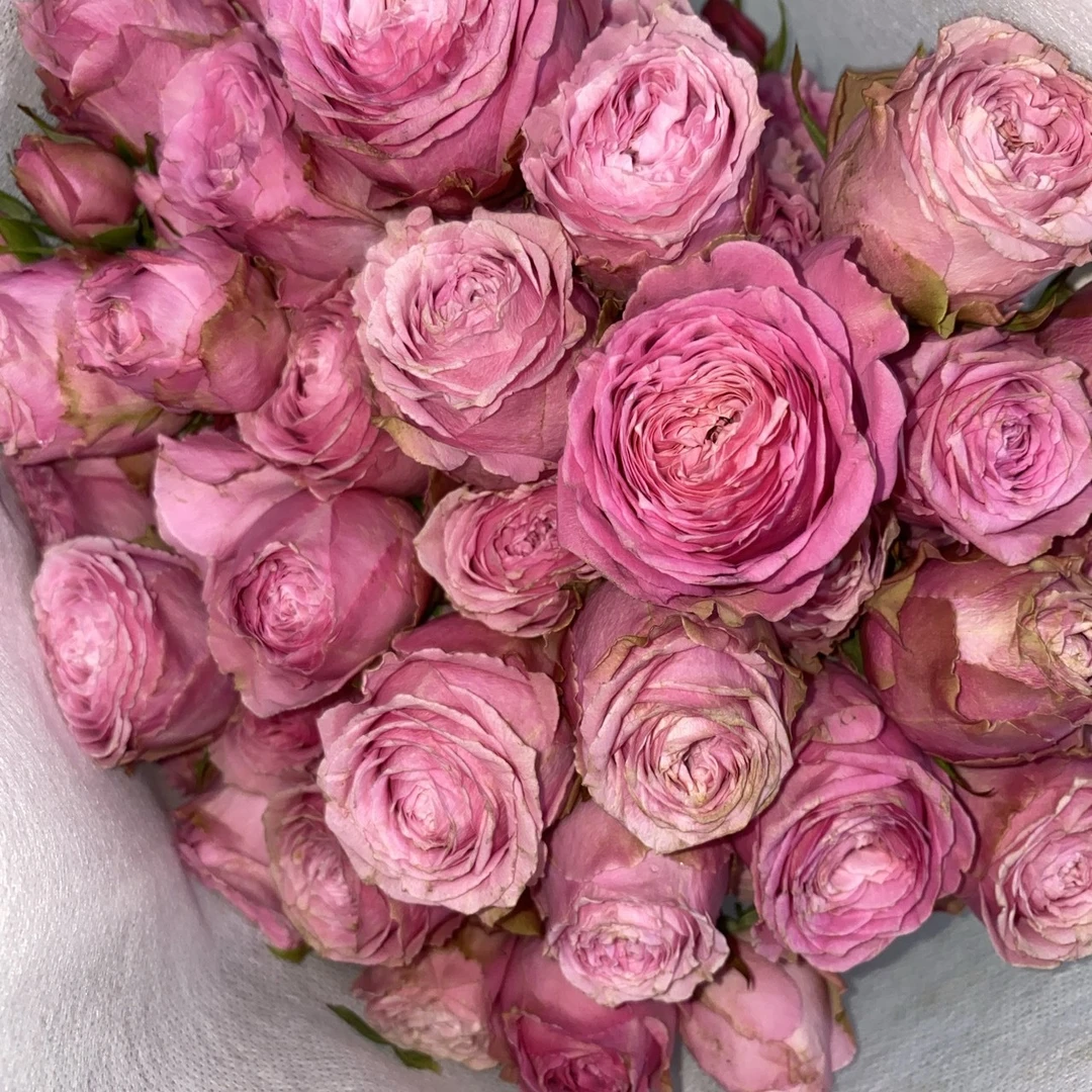 大把头【梦棠夏9枝+1枝防损】三扎包邮 低温拍保温棉否则冻坏不售后