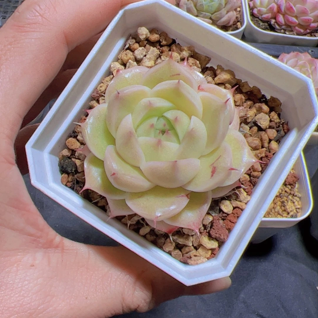 象*新品，多肉植物