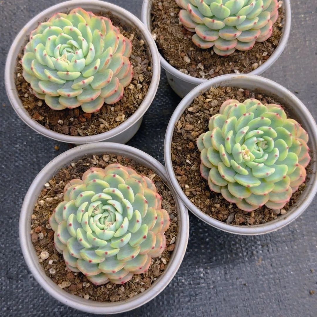 吉莲锦大单头66666