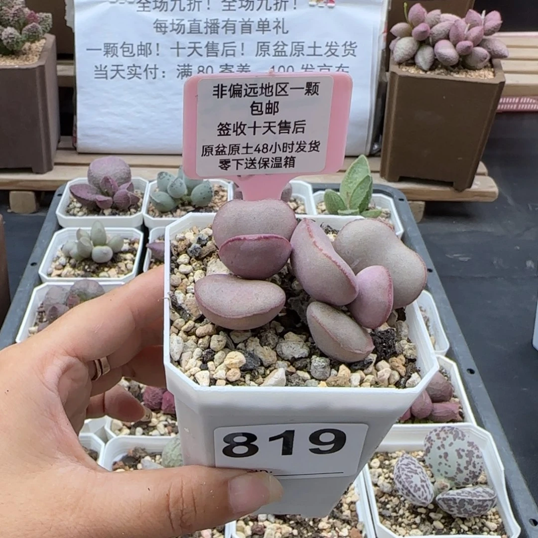 819白肌红蛋多肉植物