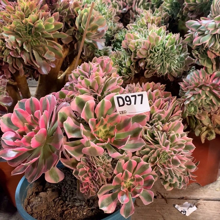 977粉女巫缀多肉法师