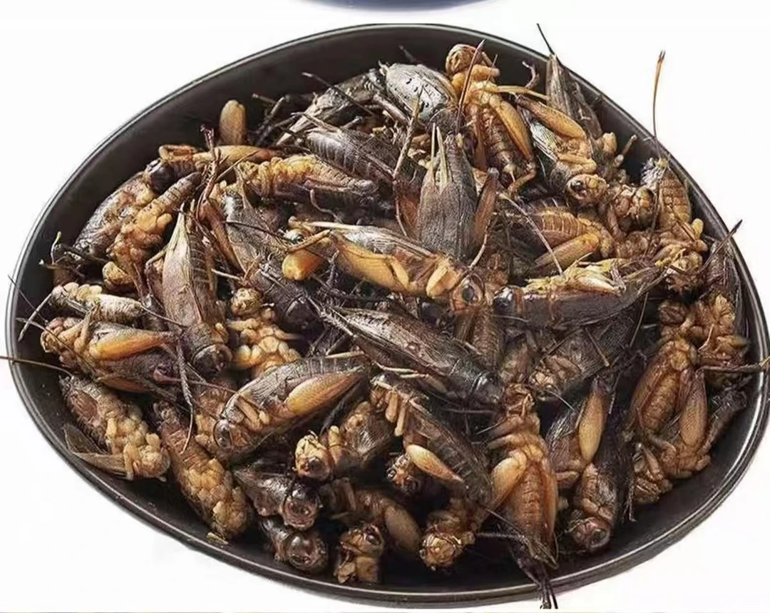 冷冻冷鲜大个蟋蟀