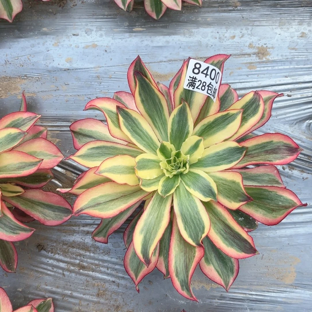 芳****旧C 8400魅影多肉