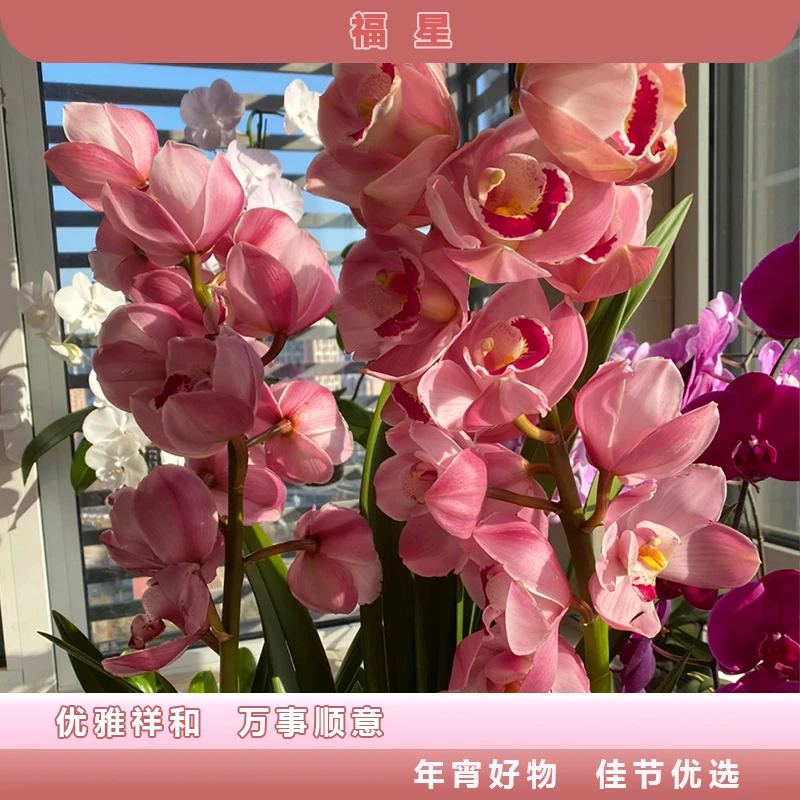 【福星】 粉色蕙兰 基地直发 室内绿植好养高颜值年宵花秋冬5枝剑起