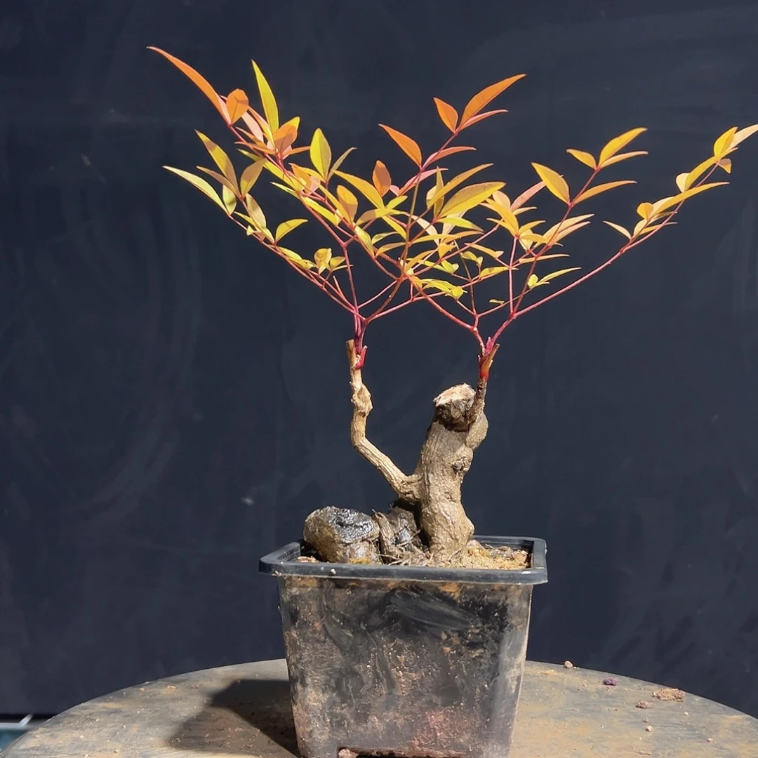 不开花植物555555