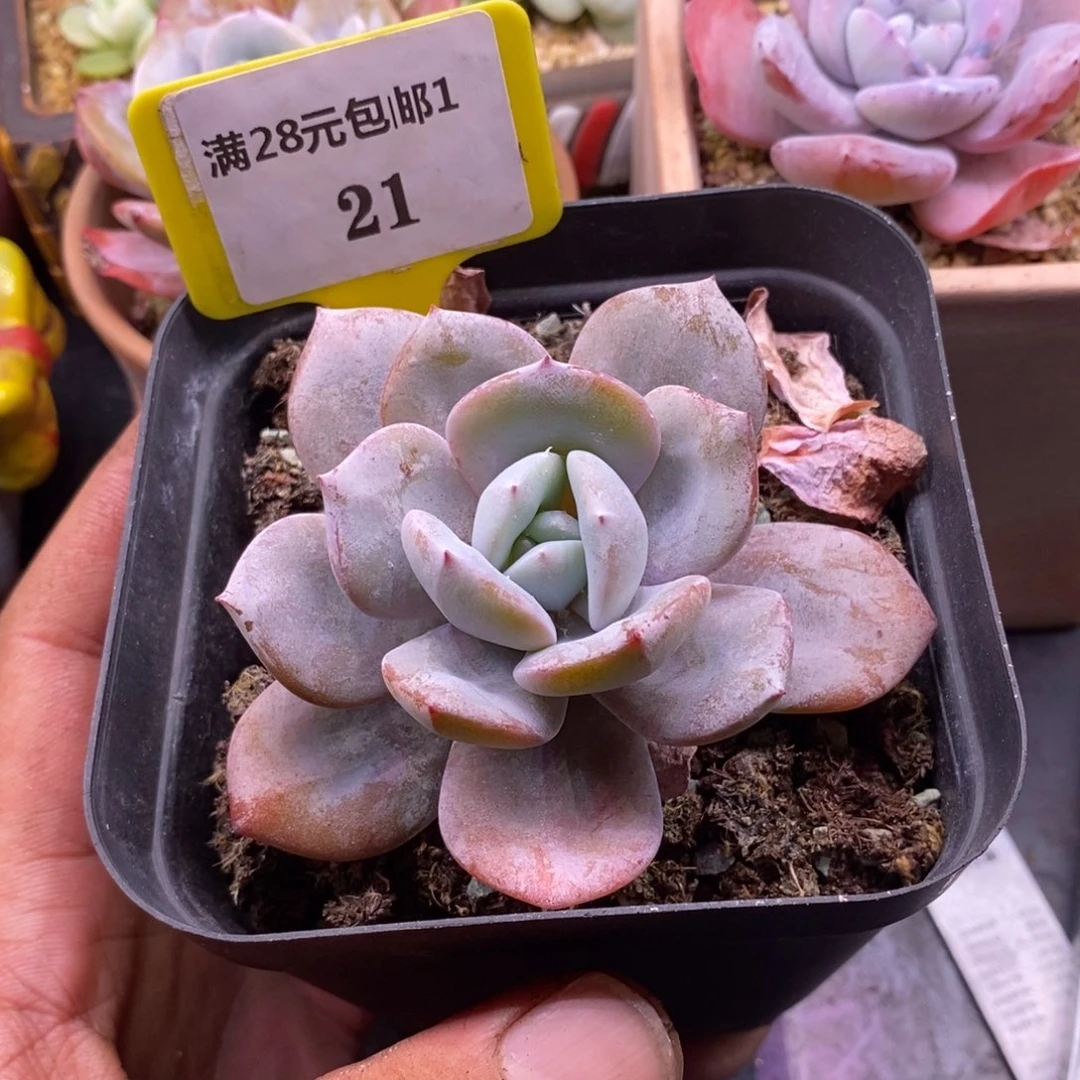 飘***雪121奶茶老桩多肉…………