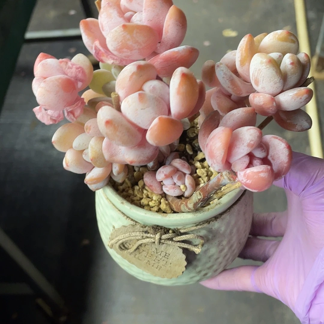 不知名一物一拍28包邮非偏远