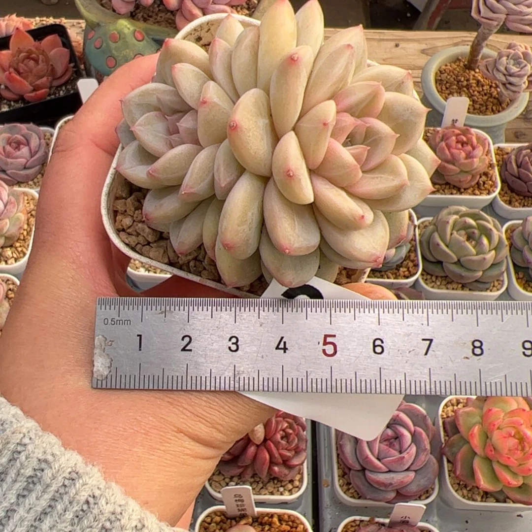 我****?290 多肉植物组合