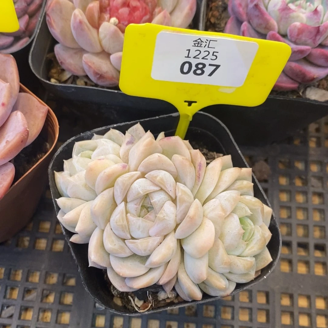 福利多多。1225087