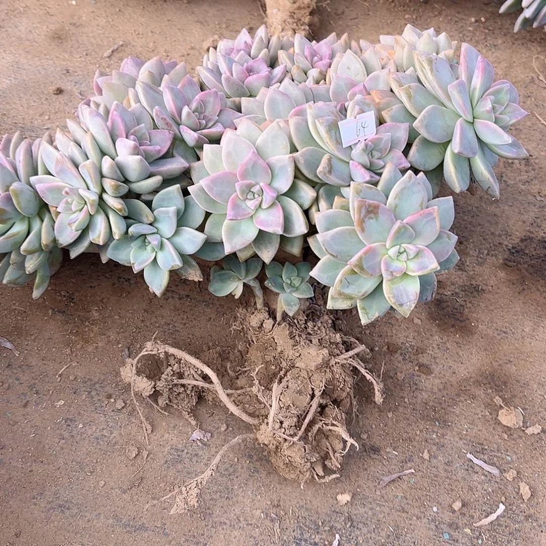 64号淡雪缀化一物一拍