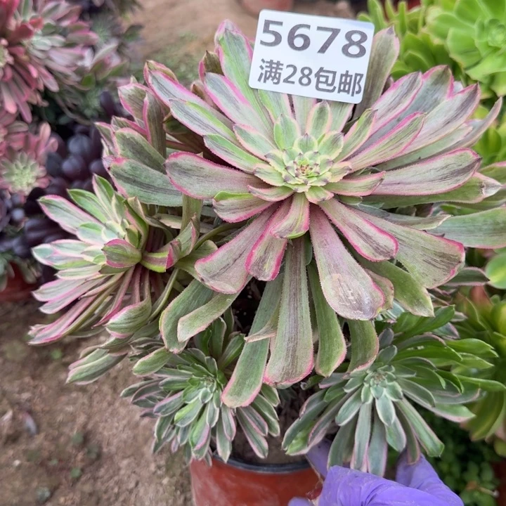 5678一号棚粉黛多肉C