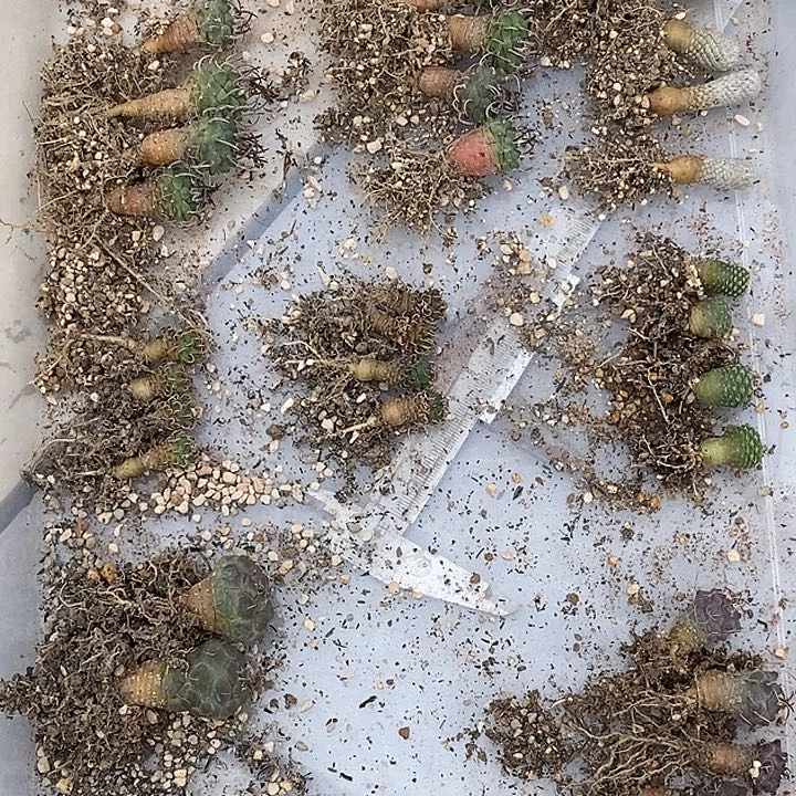 第二组仙人球九个一组