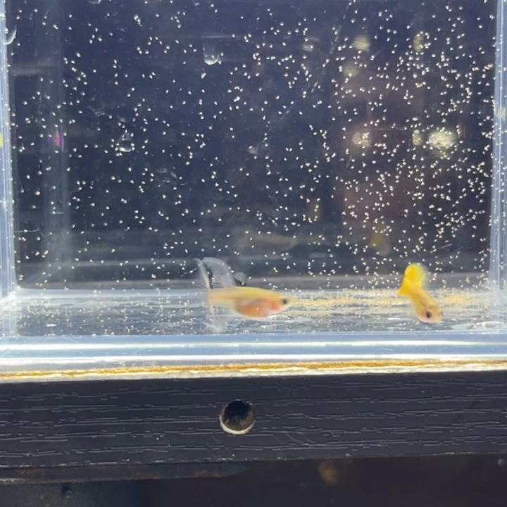 孔雀鱼小黄鱼野生色绒球