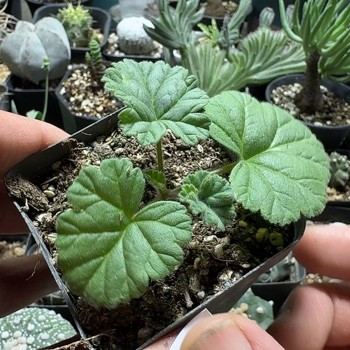 300香草冰激凌洋葵带盆发货