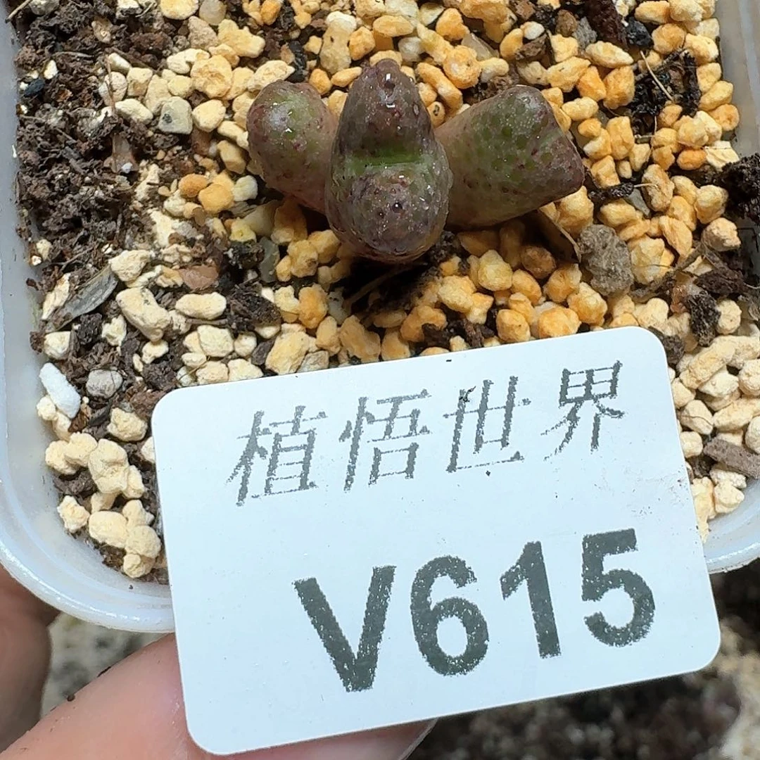 5.615盒的植物哇cv