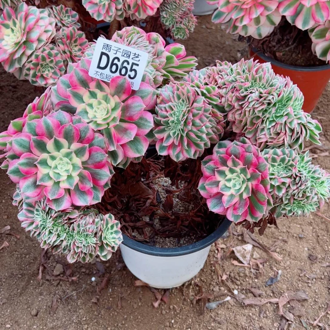 665倾城缀化雨子多肉植物