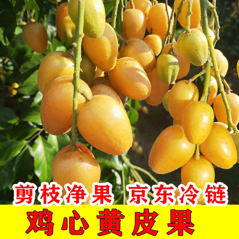 【顺丰包邮】广西鸡心黄皮果新鲜5斤冰糖当季现摘酸甜黄弹子水果孕