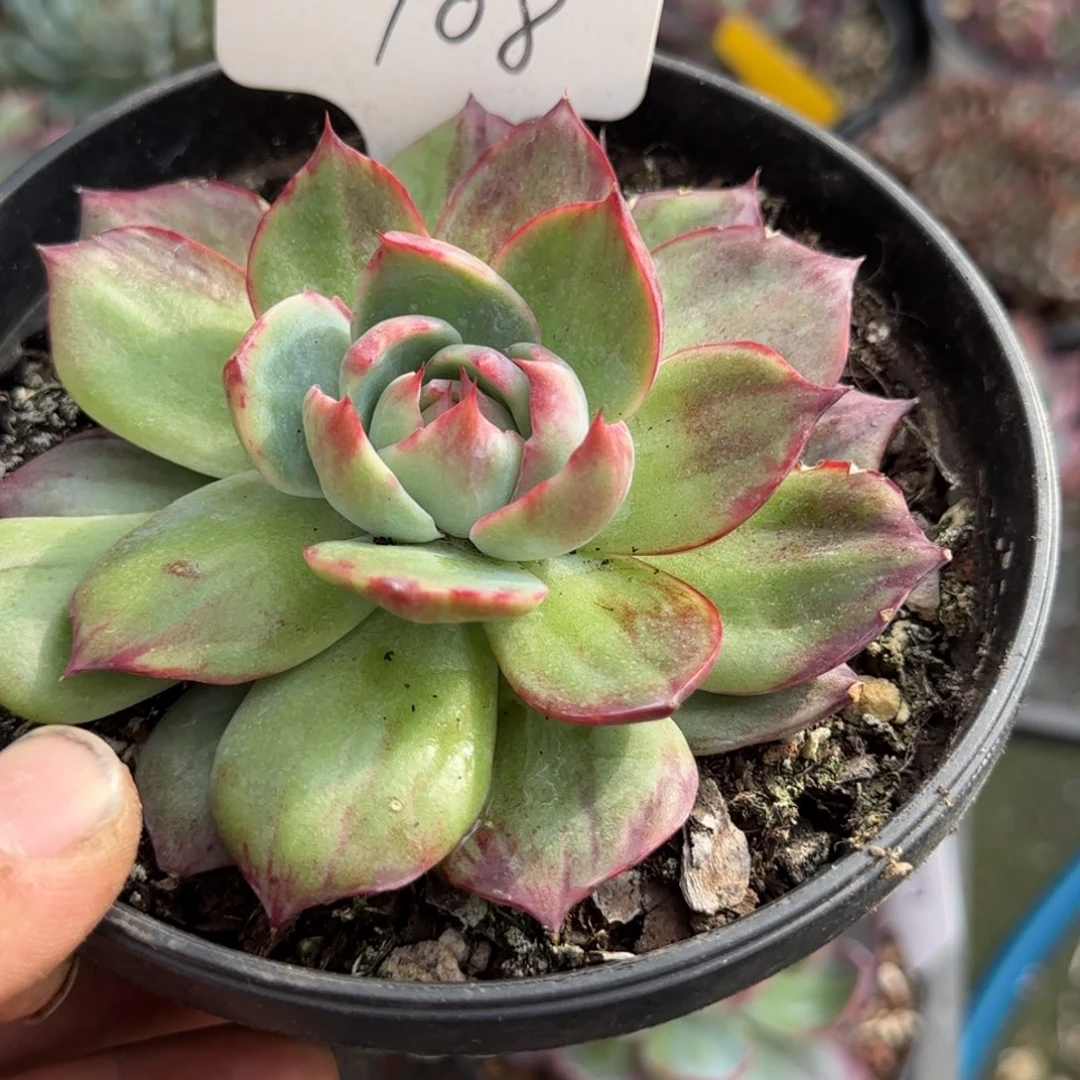 惊鸿一物一拍包装收缩花旱108