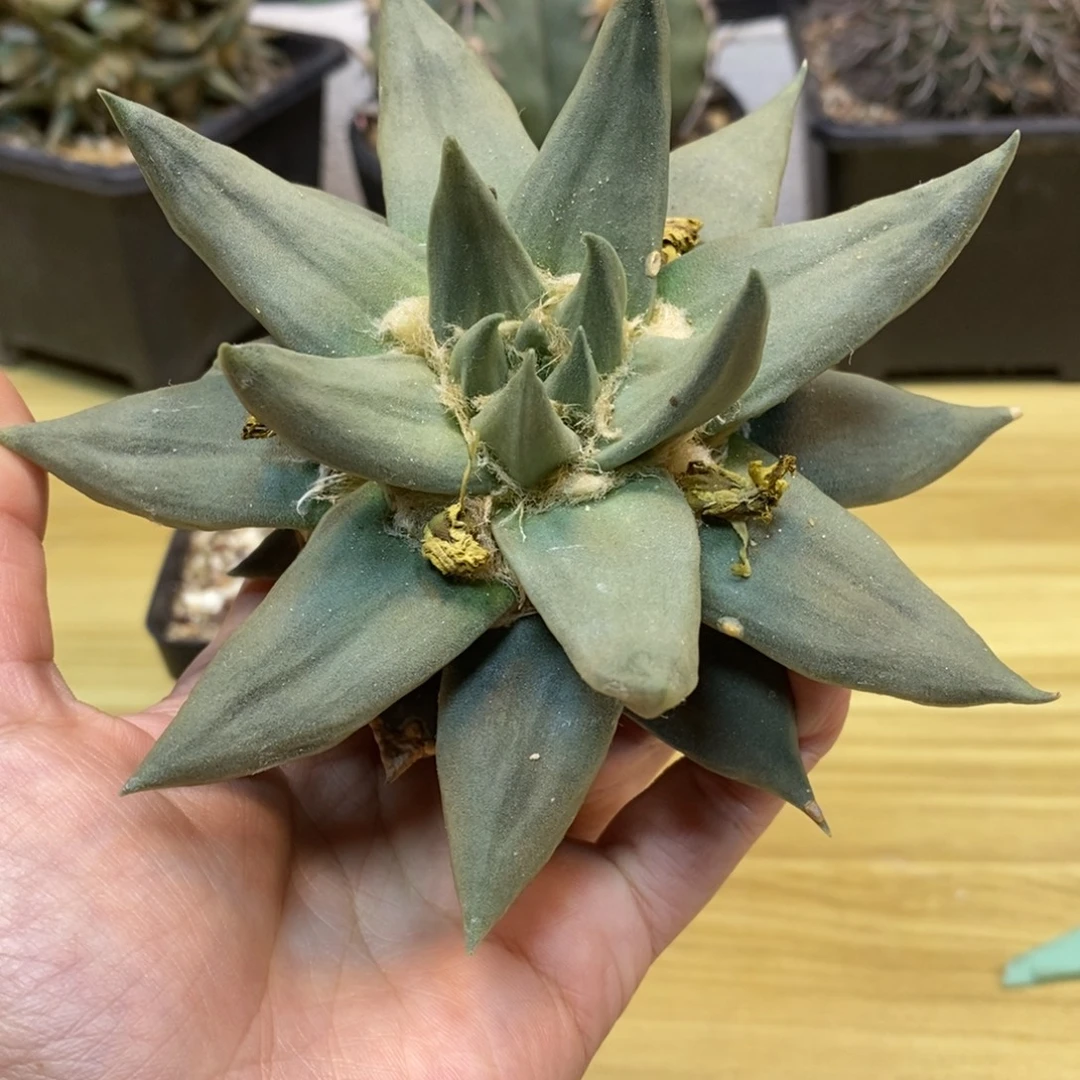 13号 苗接 龙牙岩牡丹叶展12.5公分 无根