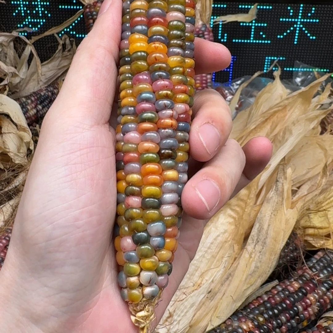 柏香籽/百香籽吊坠東*~