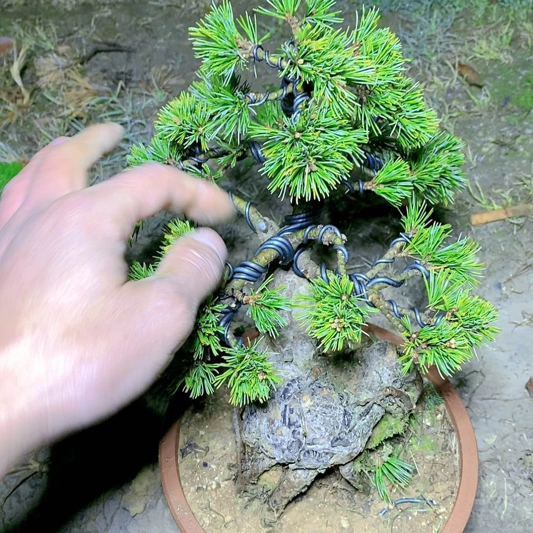 【闪购商品】无花朵