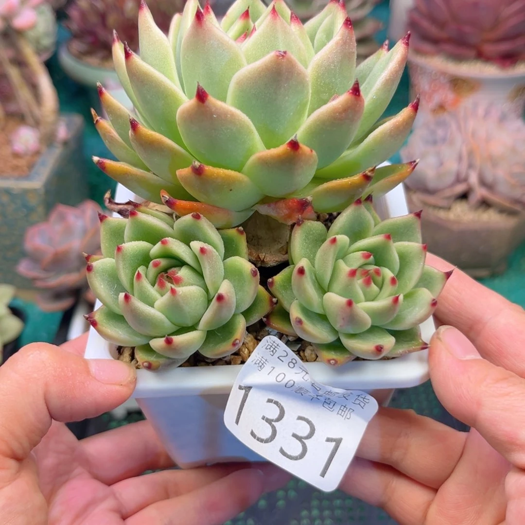 大1331（zvcvbbbbbn