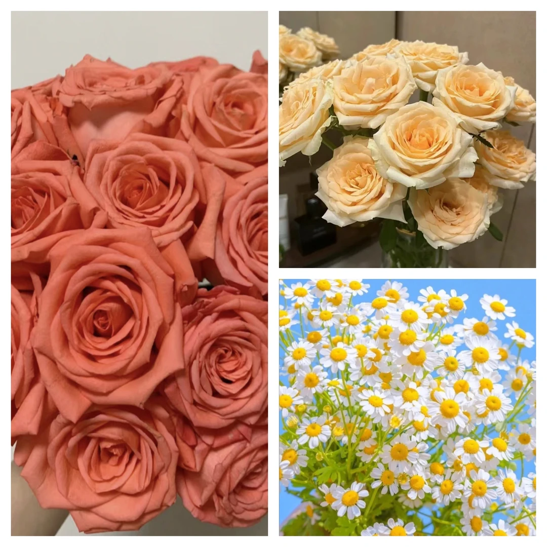 【蜜桃果汁】香槟10枝+影星10枝+洋甘菊10枝  辽宁今天拍明天到，任意2单花花顺丰包邮