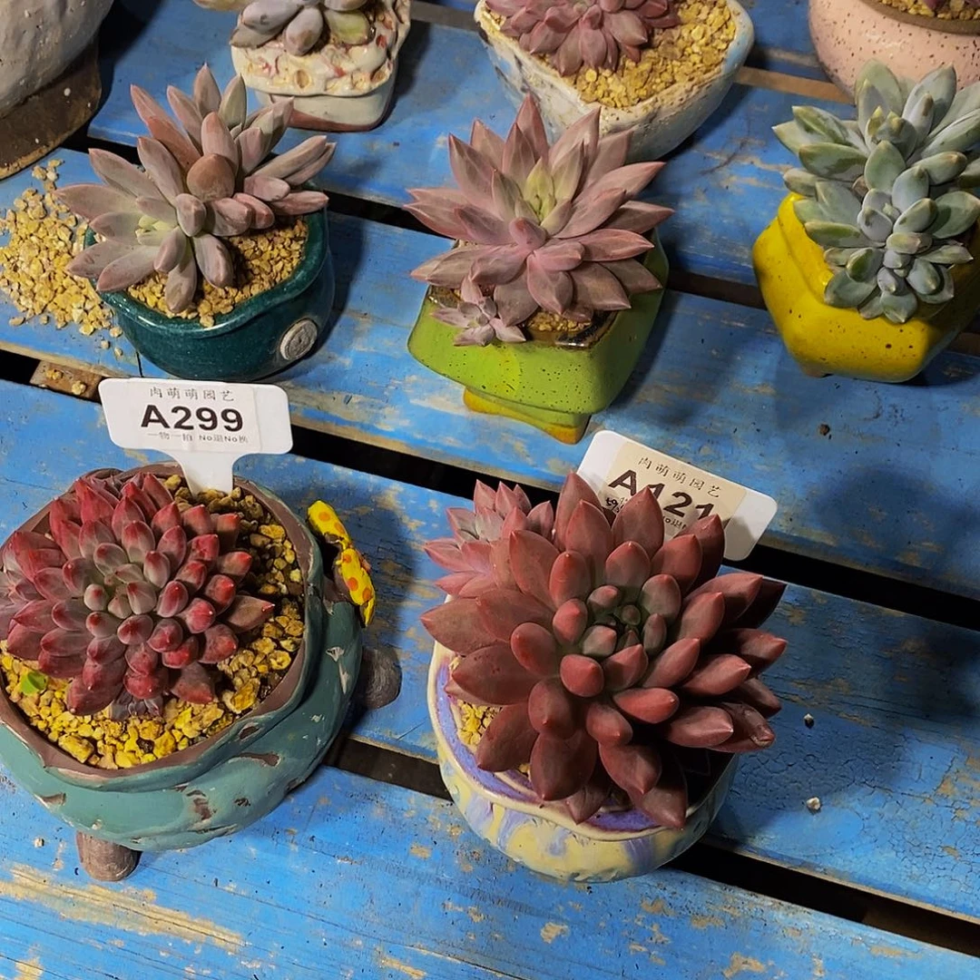 岁***声A299/121两颗美人发货