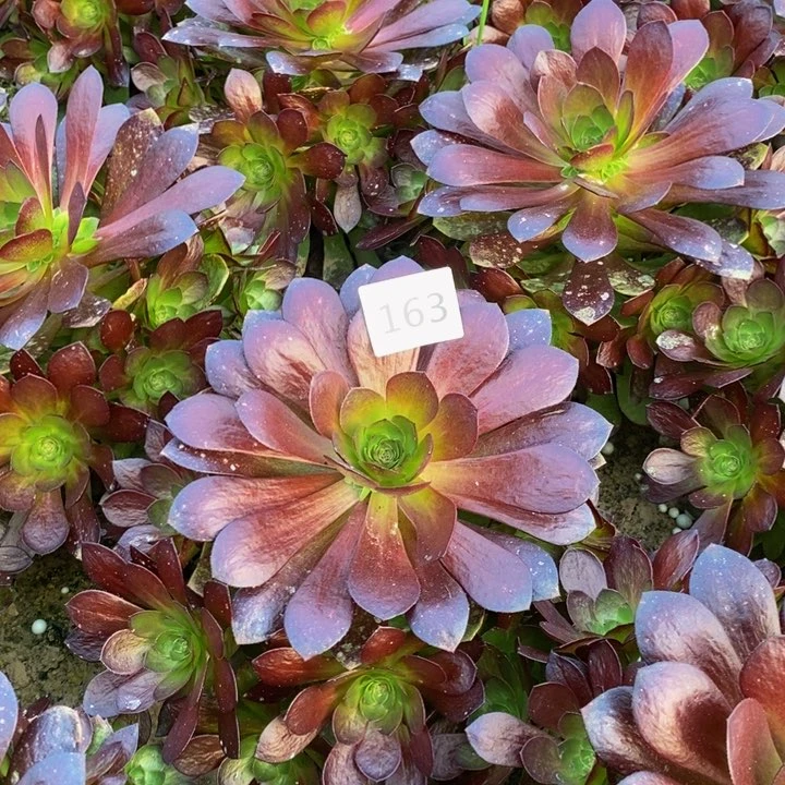 163吃演练手捧多肉