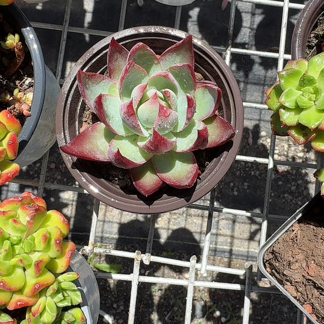 惊鸿仙子多肉植物