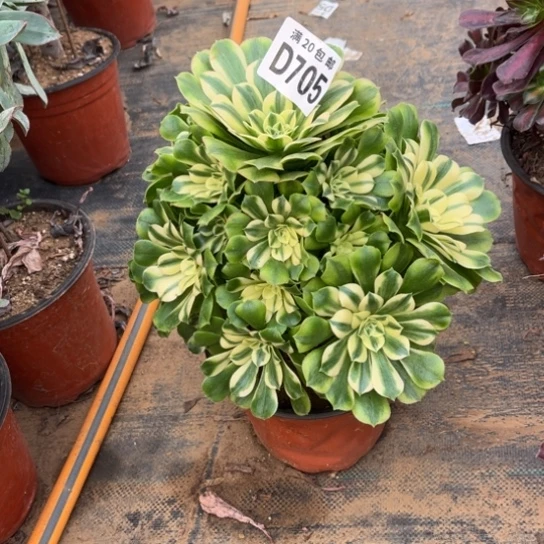 705辛尼亚不包断枝