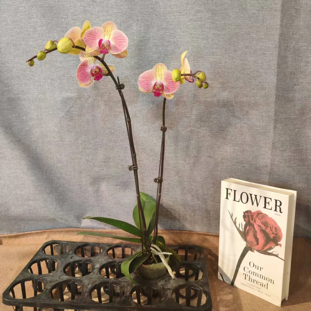 鲜花【旋律】蝴蝶兰室内种植观赏送礼带花发货