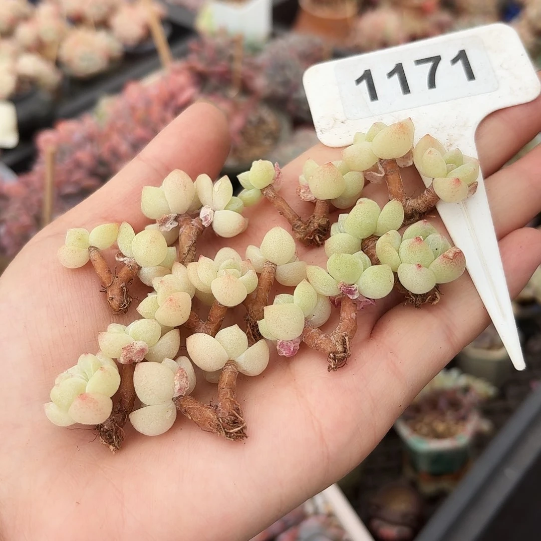 璇*璇锦专拍1171一手