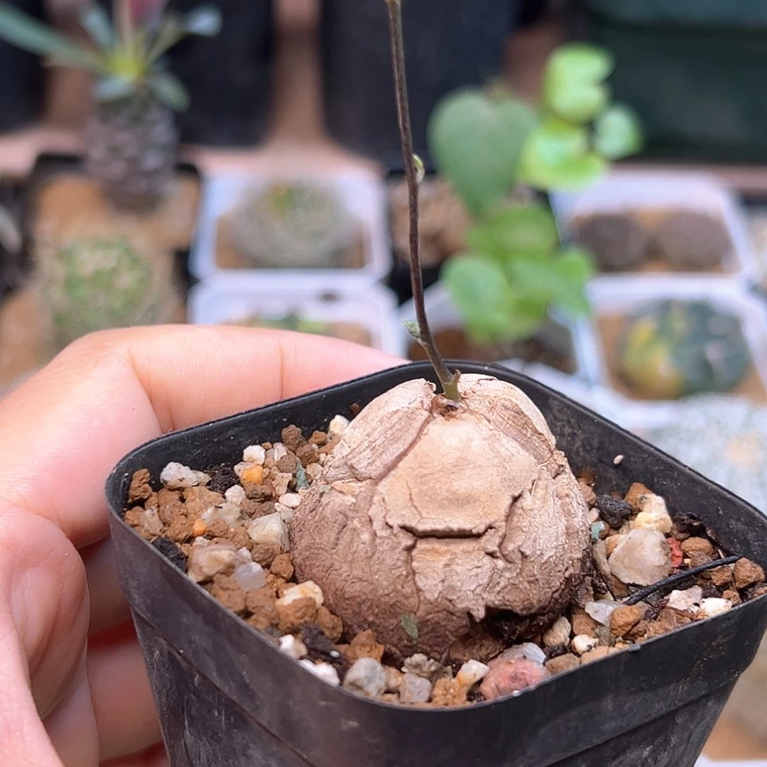 特价龟一颗一颗一颗一颗