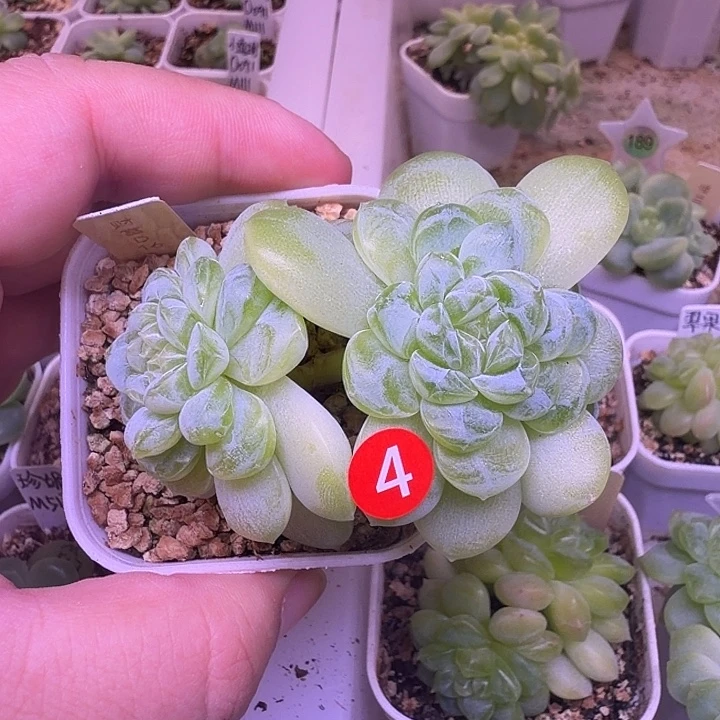 财富D三头一物一拍