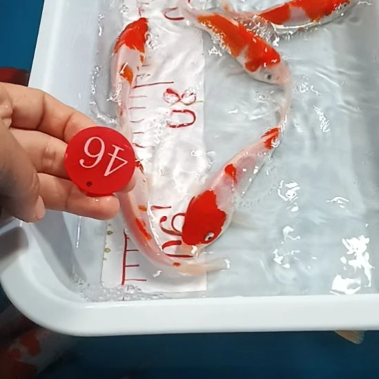 海水鱼锦鲤冷水鱼好养耐活