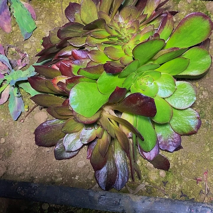 万灰缀化多肉植物