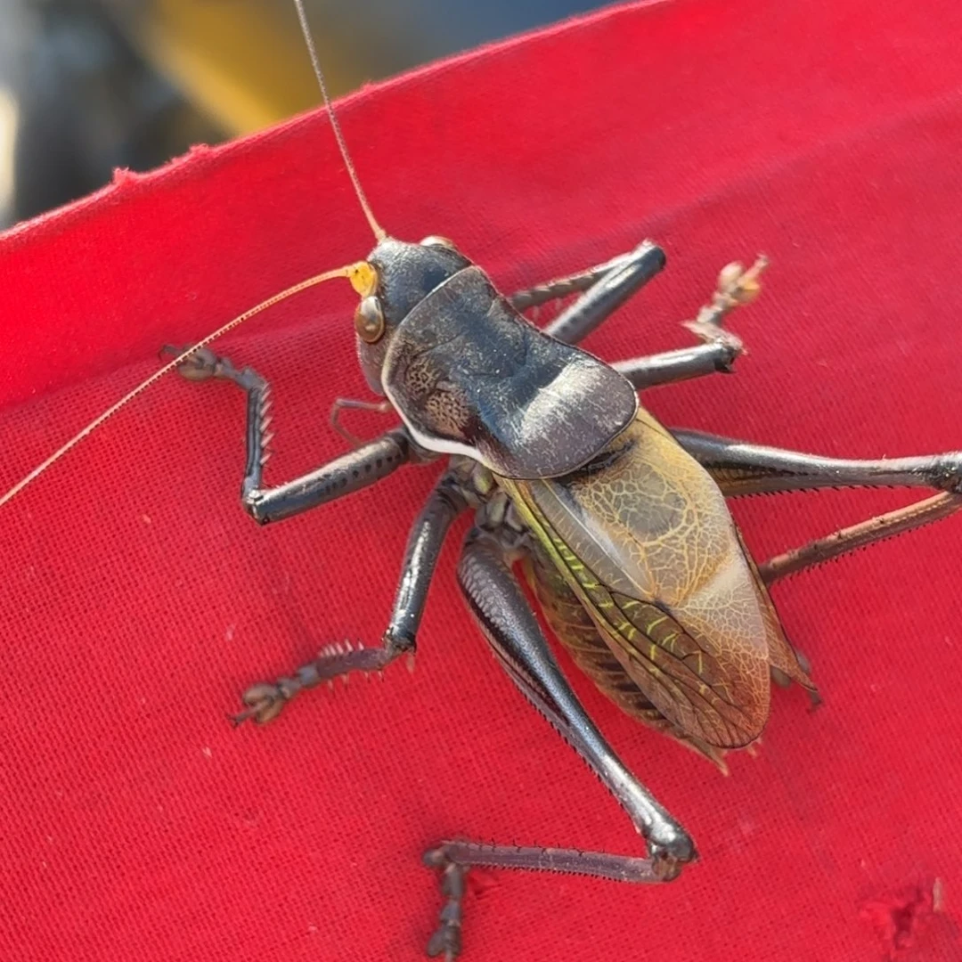 眞***闲蝈蝈蝈蝈福福价格