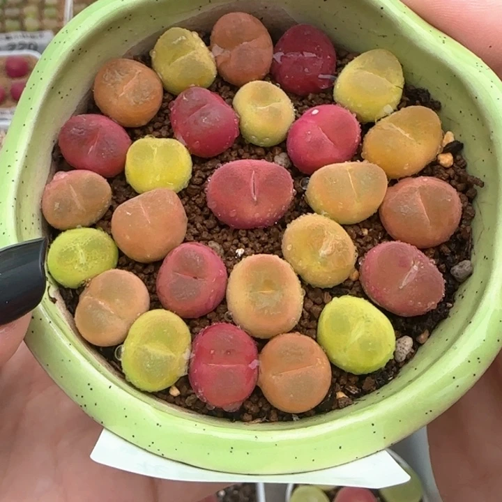 243彩毛可带盆土11111