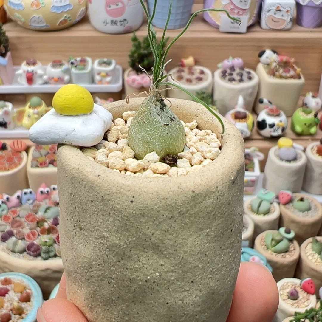 多肉植物70号海葱