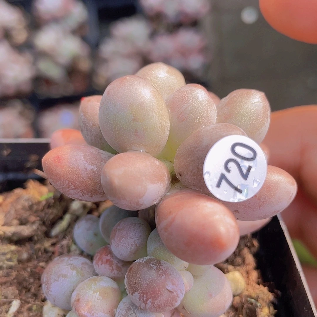 奶尖多肉植物的生长