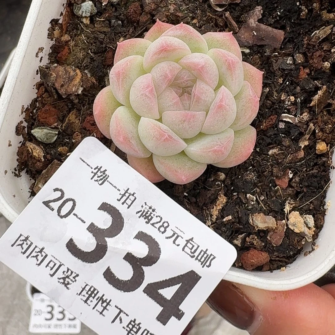 白梦多肉无盆土发货