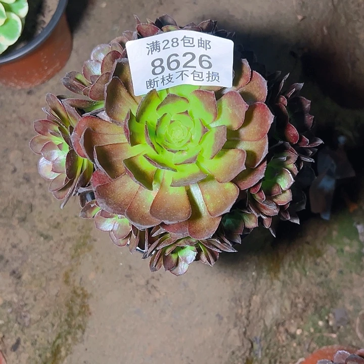 8626黑美人多肉植物