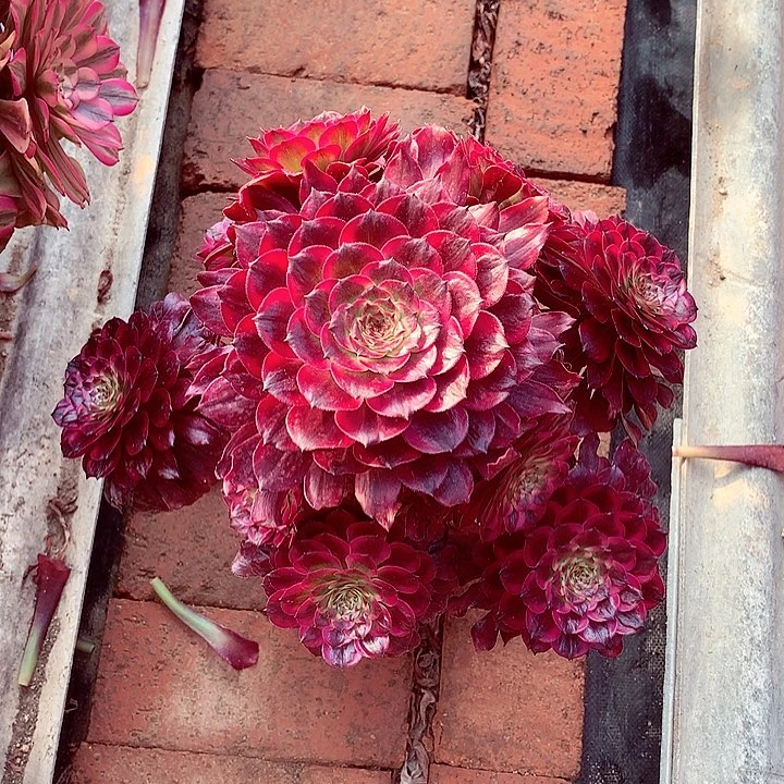 黑牡丹，多肉植物