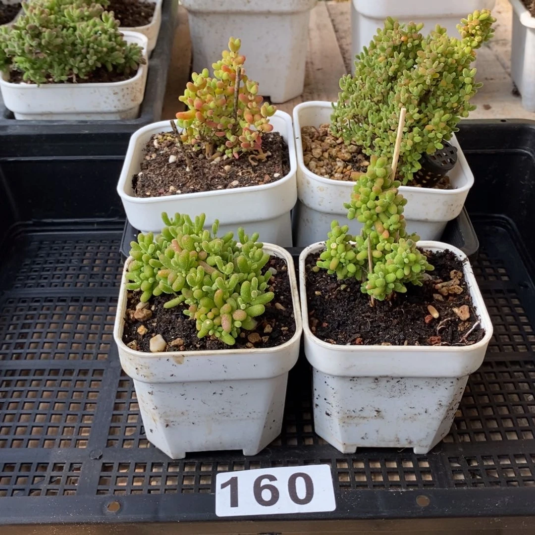 枝干番杏蜜桔糖球160