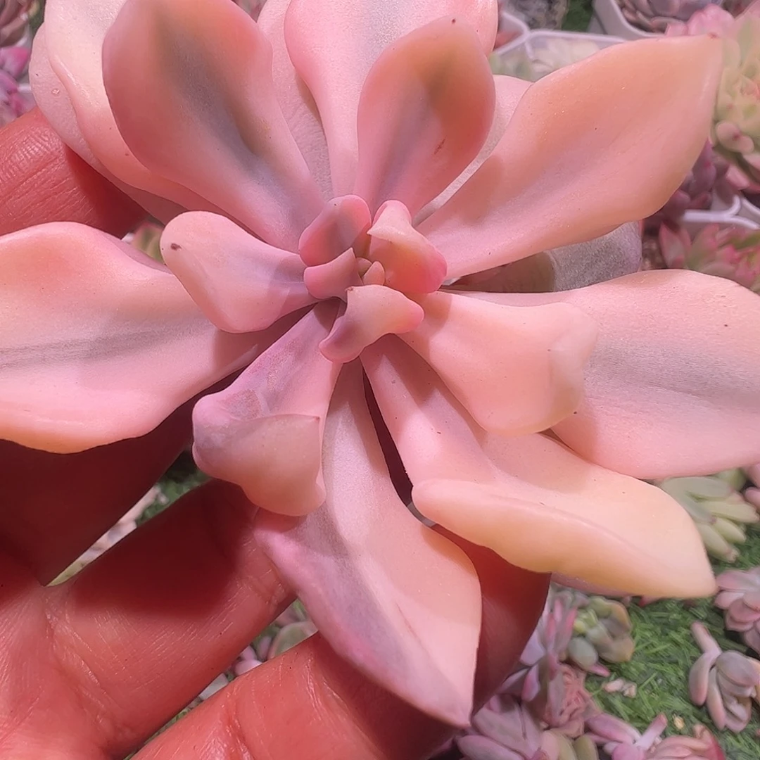 *****多肉植物多肉植物