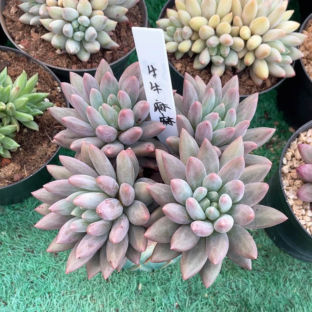 4头群红蜻蜓多肉