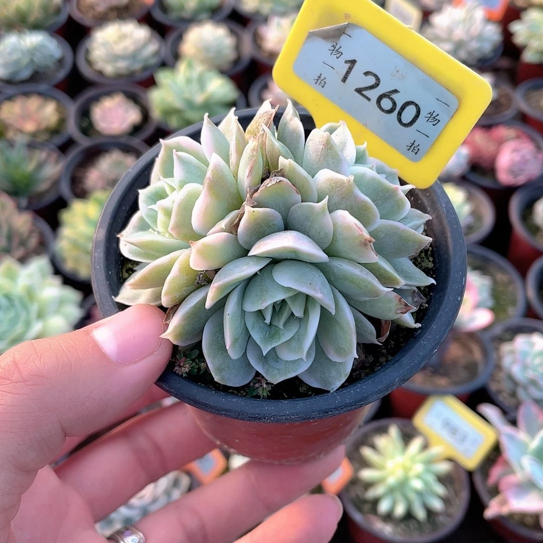 昂斯诺三头锦1260号