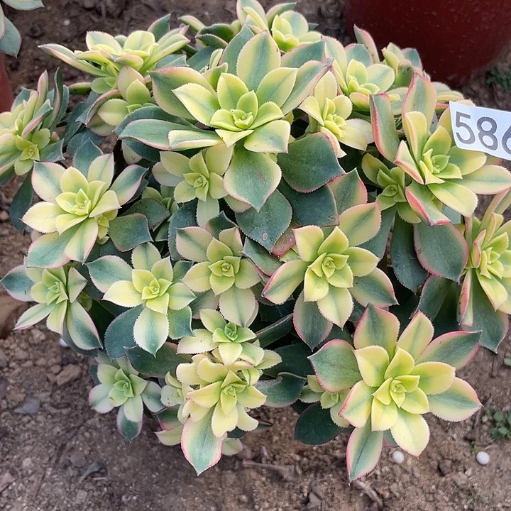 586艳日辉对肉植物