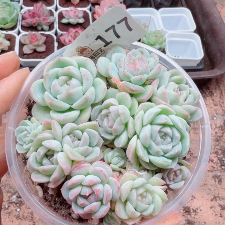多肉植物多肉植物